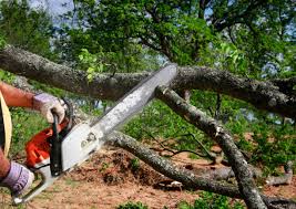 How Our Tree Care Process Works  in  Aurora, NE