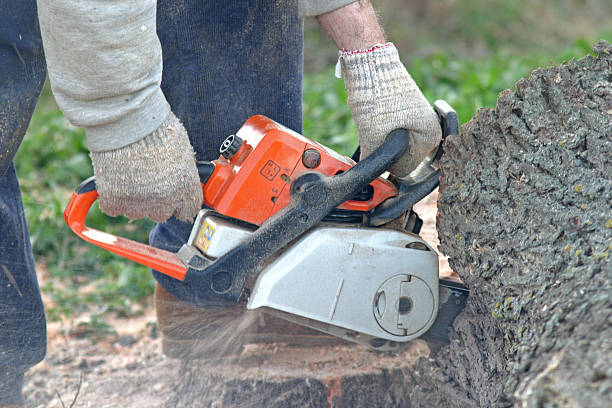 Reliable Aurora, NE Tree Removal Services Solutions